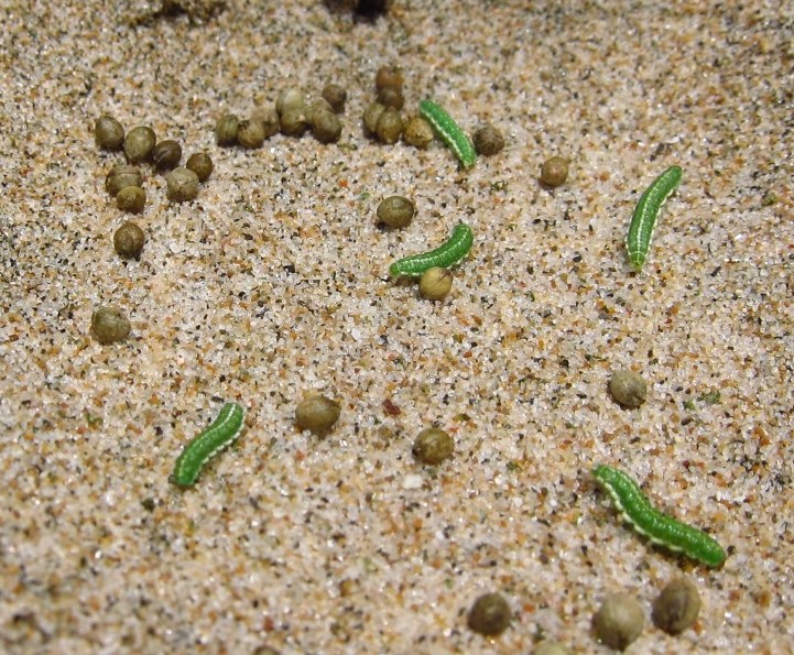 Curculionidae: larve di Coniatus tamarisci